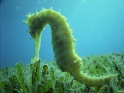 Sea Horse in Sea Grass (site in Egypt but not mentioned h... by Jeffrey Ott 